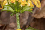 Yellow archangel